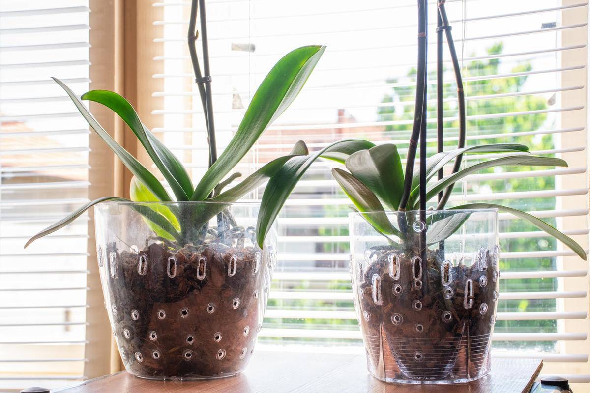 Идеальные горшки для орхидеи: как выбрать? (100+ фото идей)