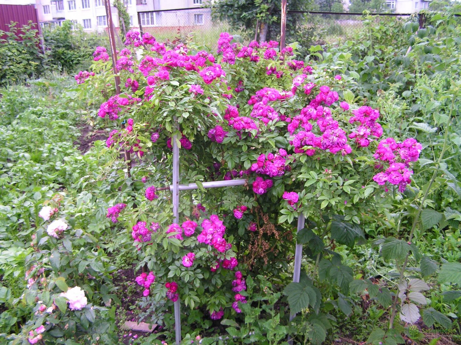 Самые лучшие сорта плетистых роз для выращивания в россии в 2023 года.