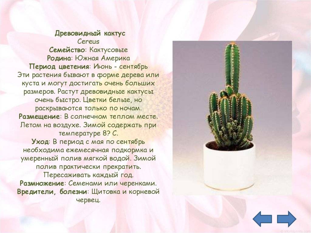 Виды кактусов для разведения в домашних условиях: фото, примеры, уход