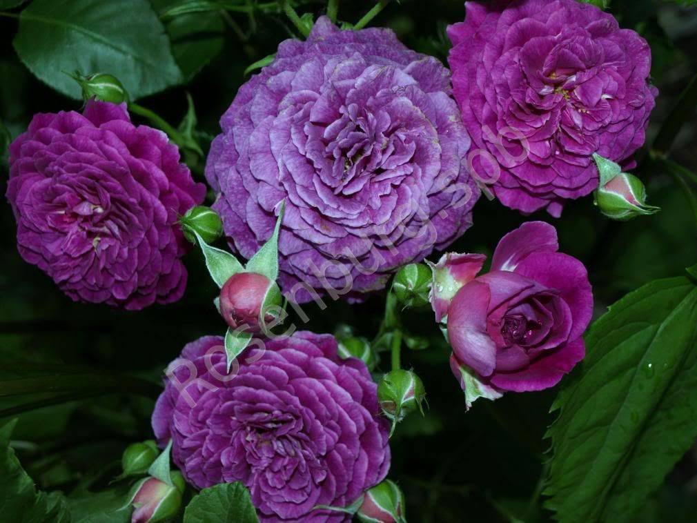 Сорта вьющихся роз, которые украсят садовый участок