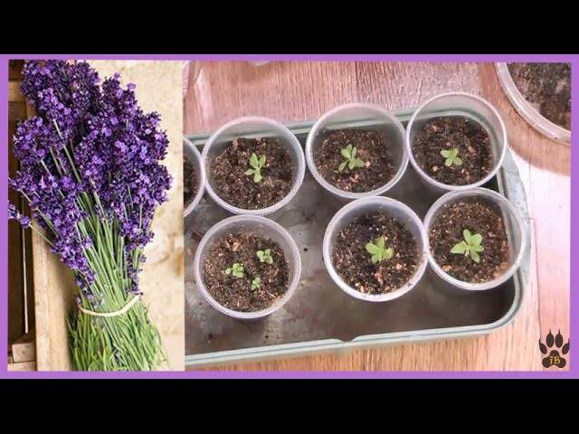 Как вырастить лаванду из семян дома: посев, уход, фото, отзывы