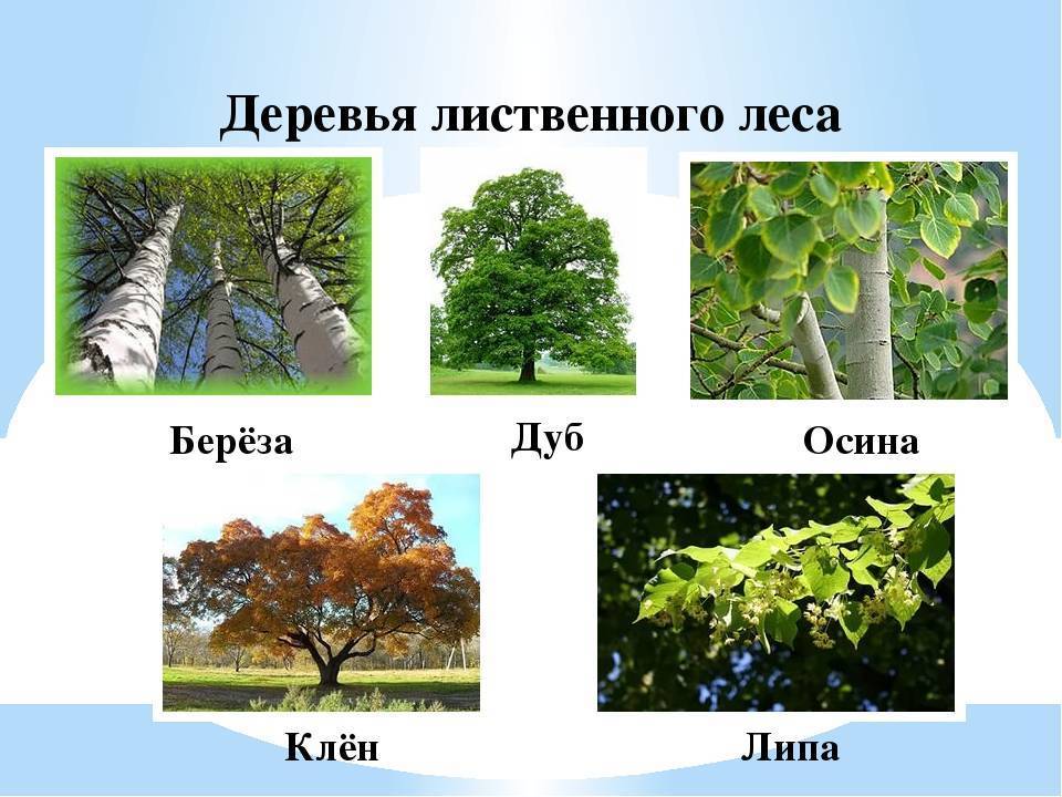 Деревья лиственные и их названия, листопадные деревья, продолжительность жизни
