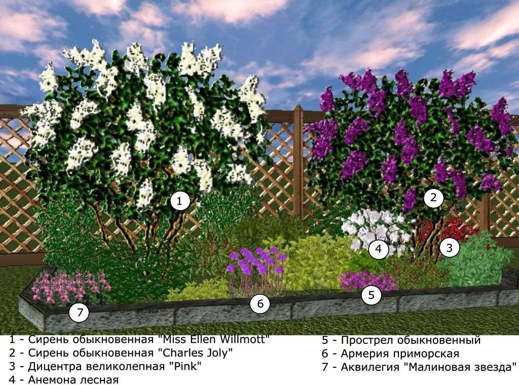 Что посадить рядом с пионами. пионы в дизайне сада - цвета, сочетания, соседи с какими цветами можно сажать пионы