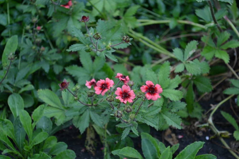 ✅ лапчатка непальская мисс вильмонт выращивание из семян - cvetochki-yaroslavl.ru