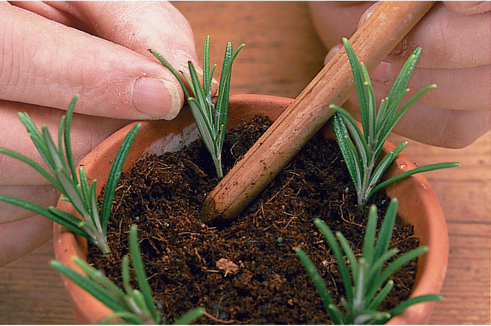 Как вырастить розмарин из семян в домашних условиях? советы по посадке и уходу на ydoo.info