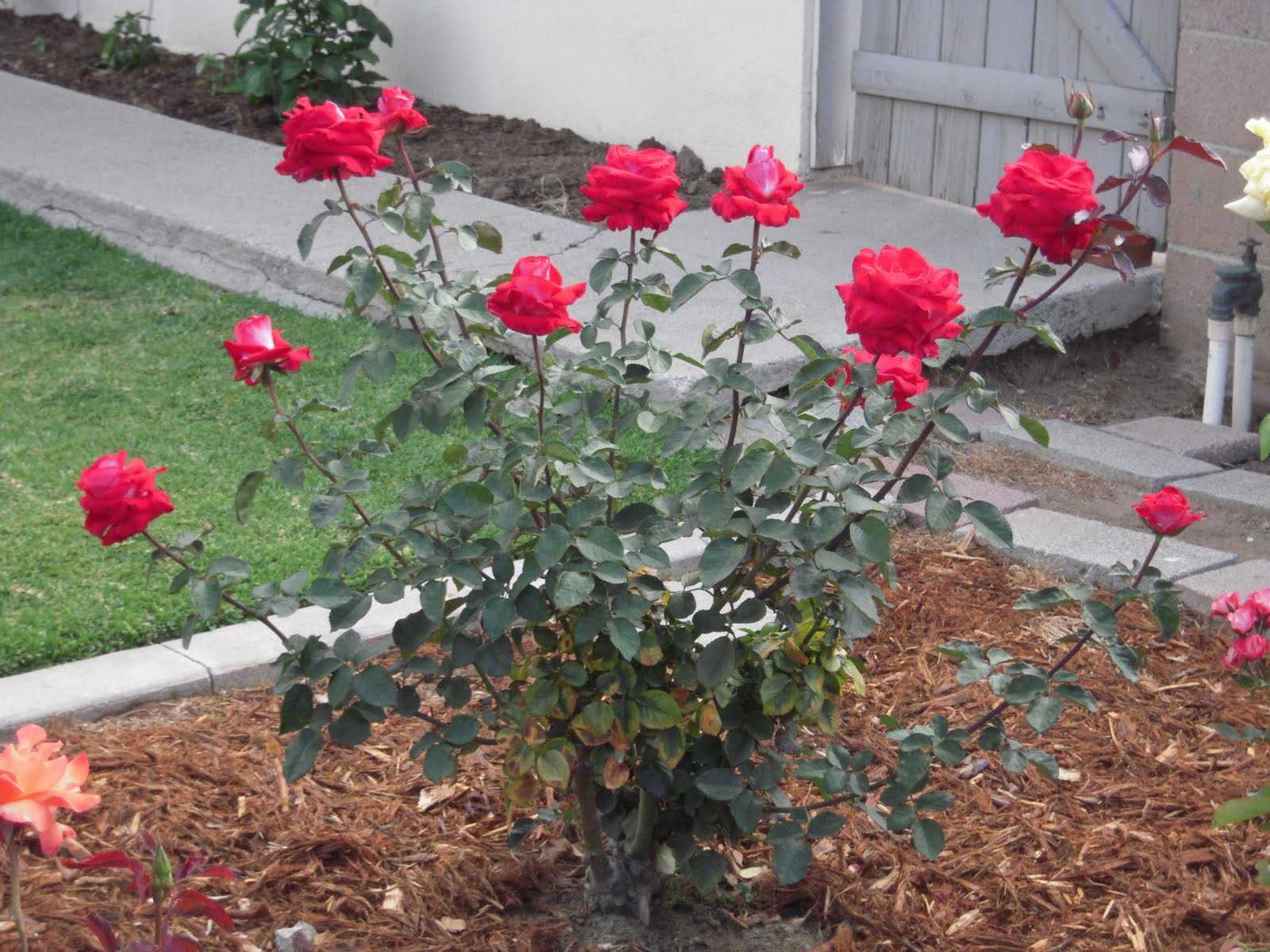 Разведение чайно-гибридных роз: посадка и основной уход за растением