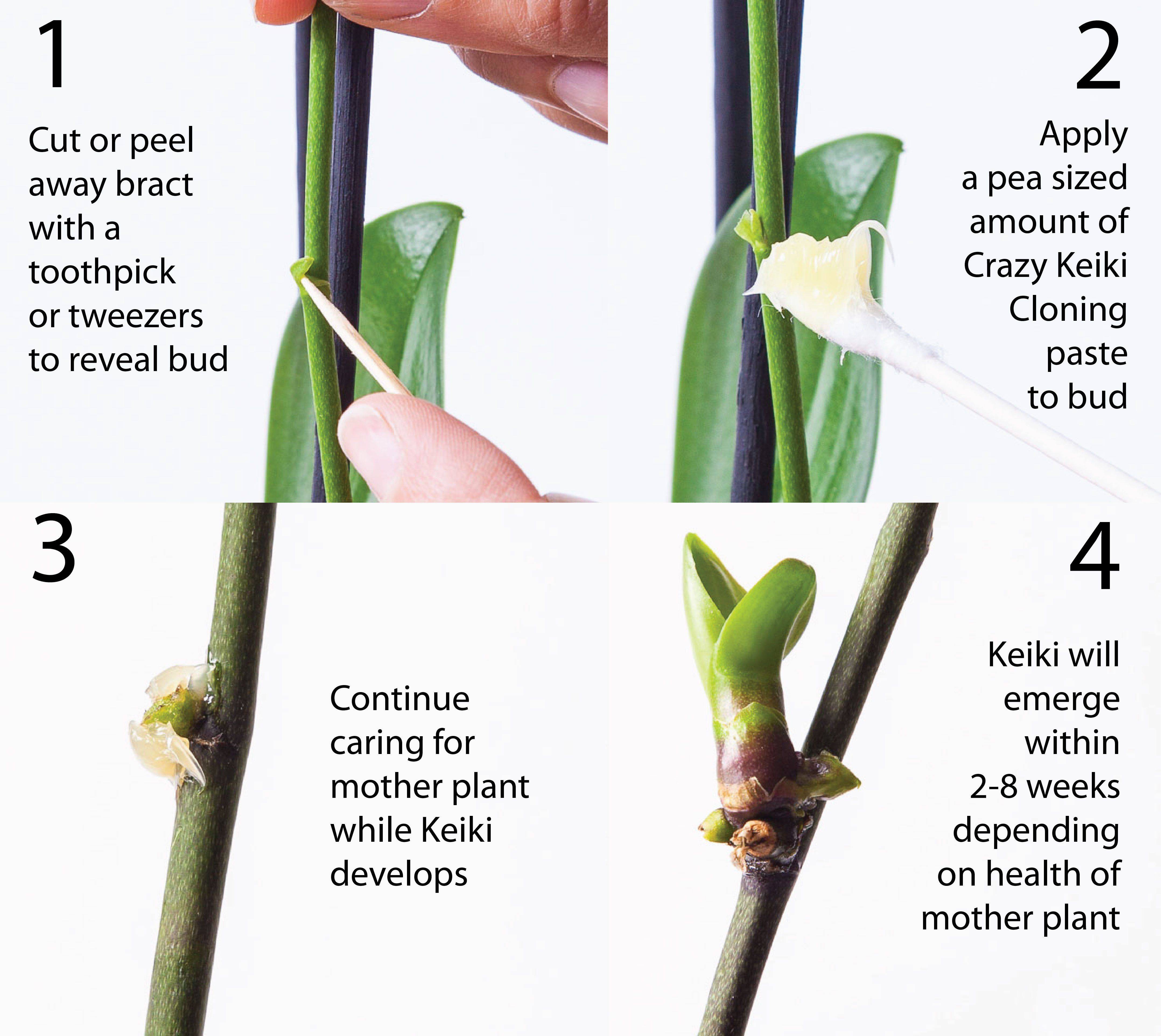 Простые правила ухода за фаленопсисом. как вырастить орхидею в домашних условиях?