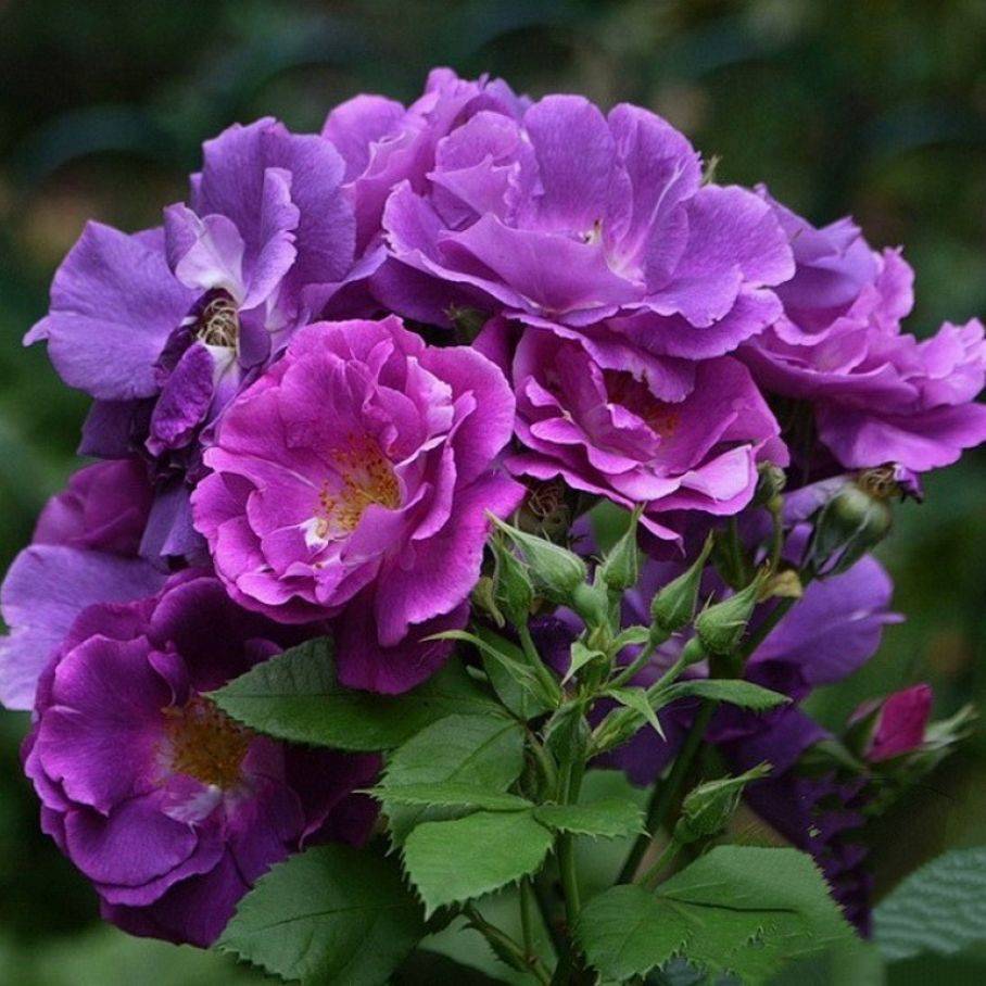 Голубая роза – существует ли, описание сорта, как вырастить плетистую розу