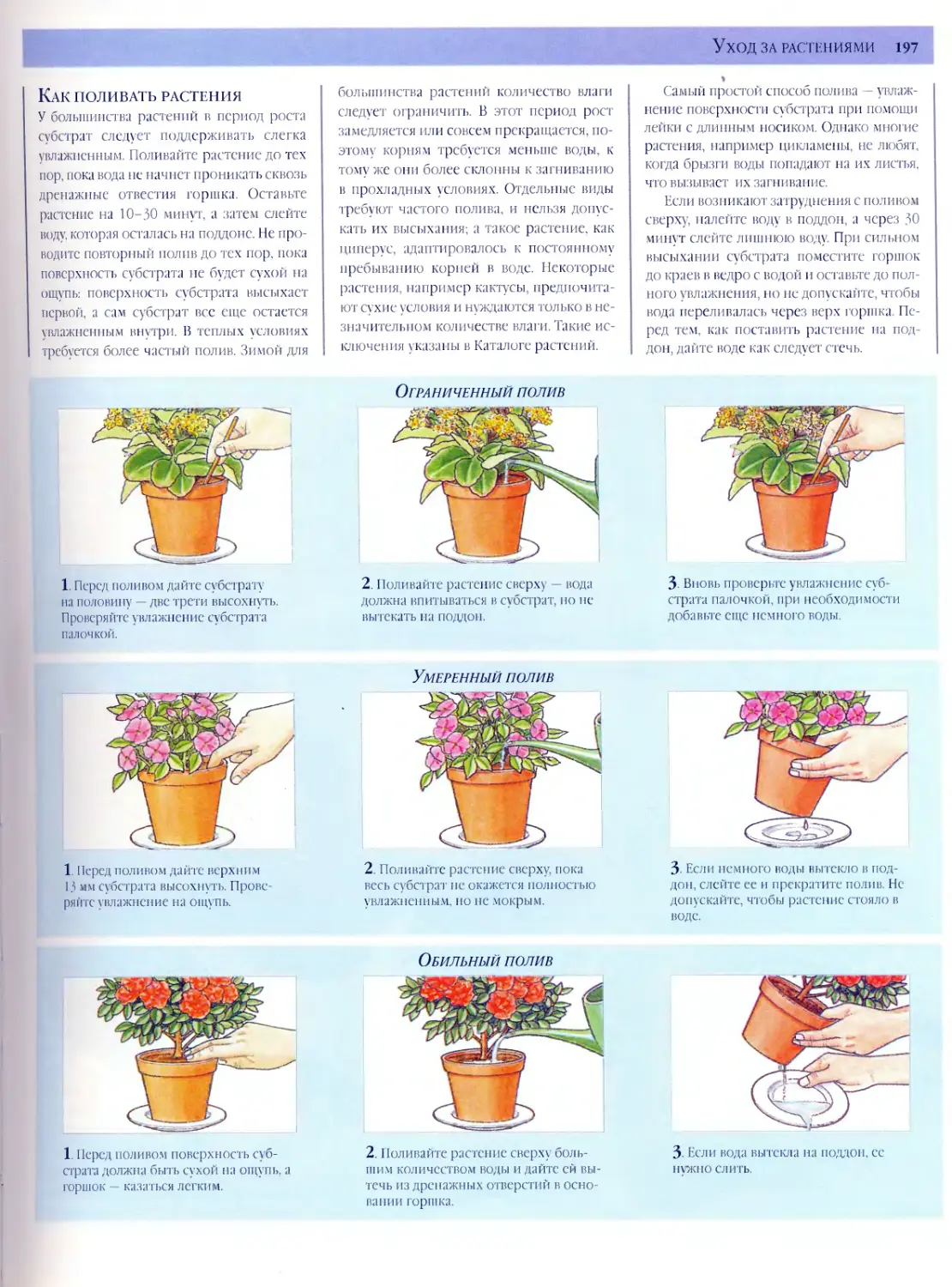 Правильный полив комнатных растений | flowery-blog