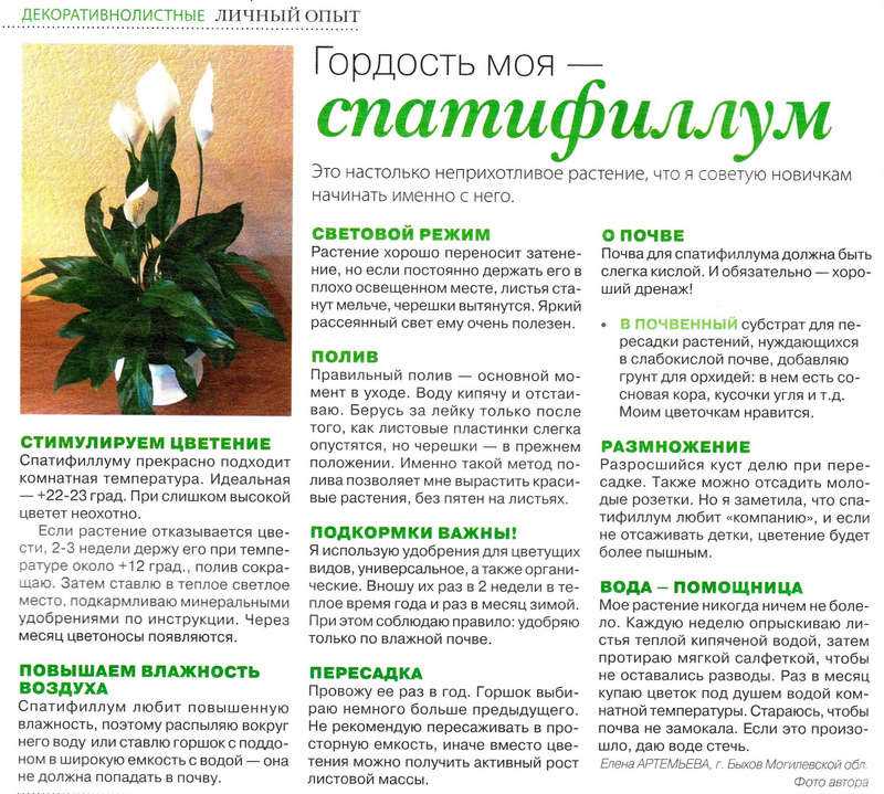 У спатифиллума желтеют листья: причины болезни, правильный уход, фото - sadovnikam.ru