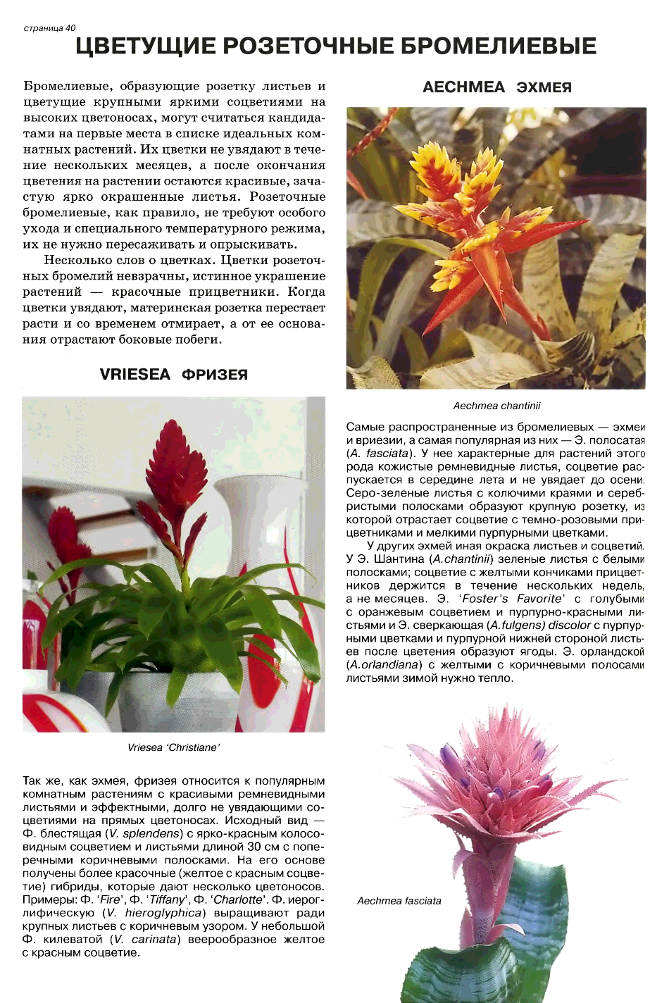 Бромелиевые: растения с фото и названиями