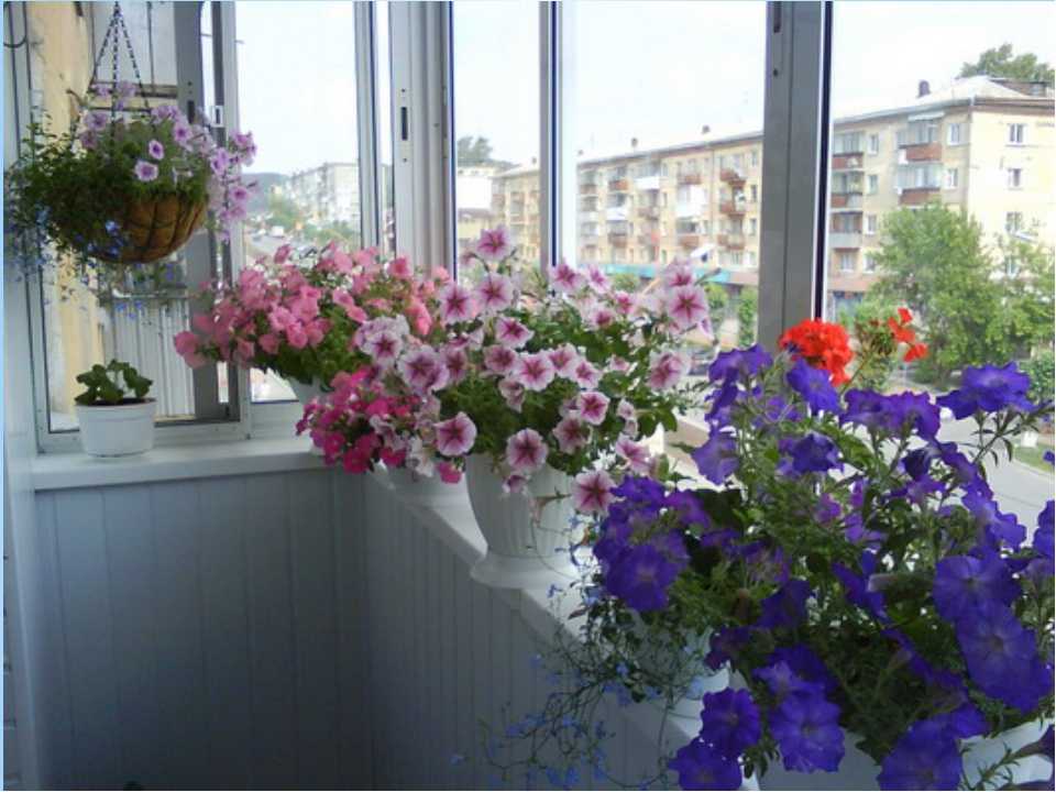 Выращивание красивых петуний на балконе - пример