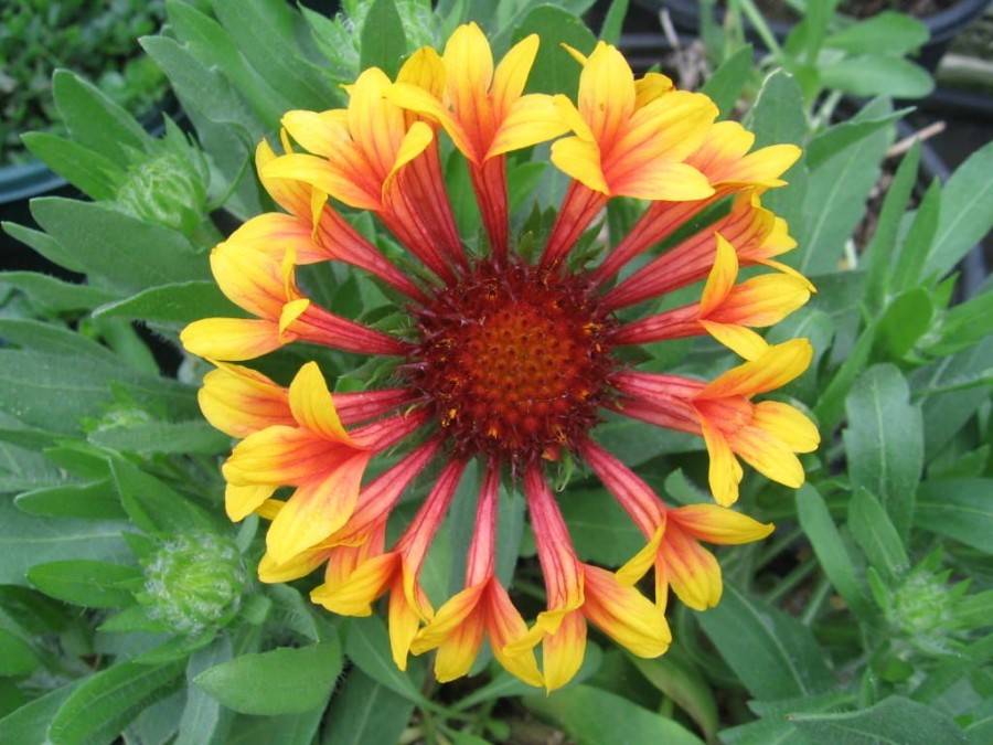Цветы гайлардия многолетняя: фото, выращивание из семян, посадка и уход