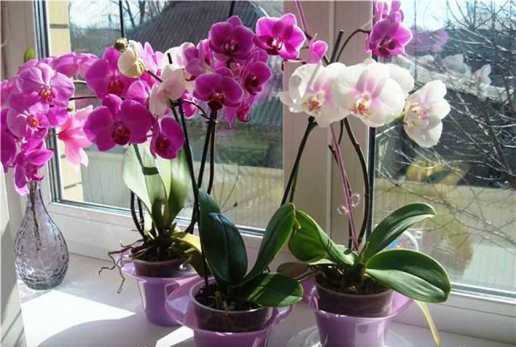 Основные причины, почему орхидея не цветет, а растут только листья и корни