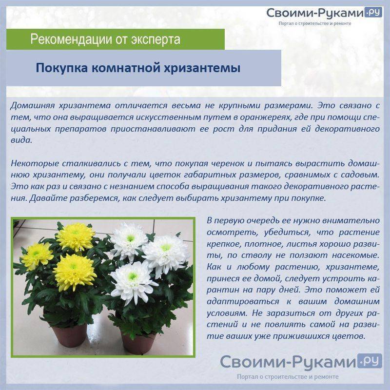 Хризантема бакарди: фото и описание