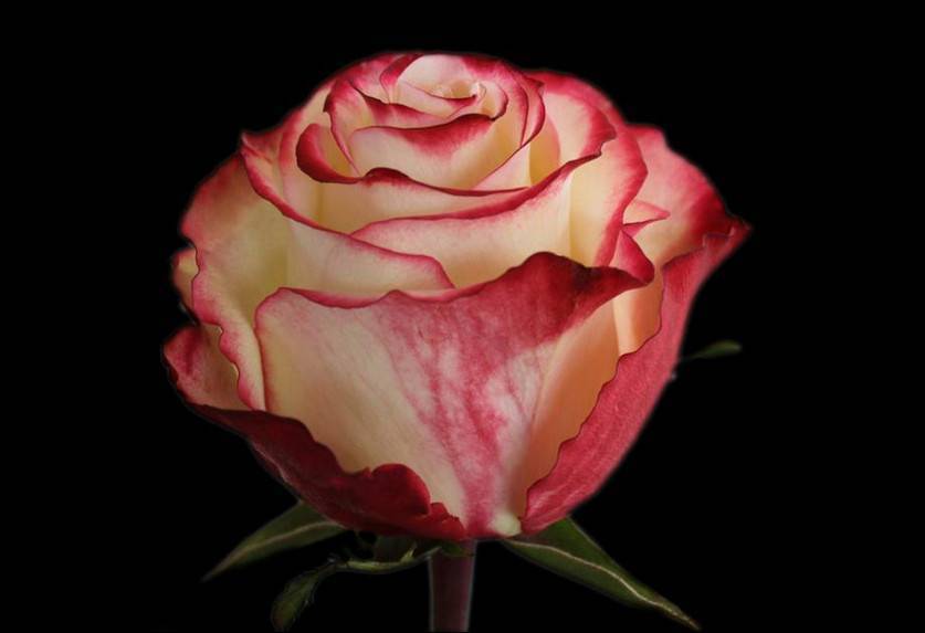 Роза свитнесс (sweetness): описание сорта, посадка и уход