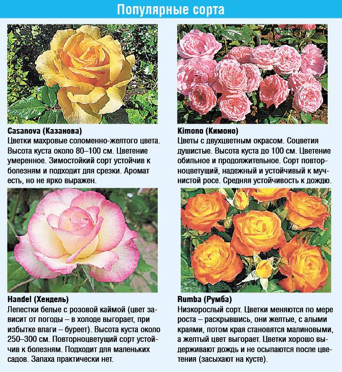 Розы кордеса — характеристики групы садовых цветов, лучшие сорта