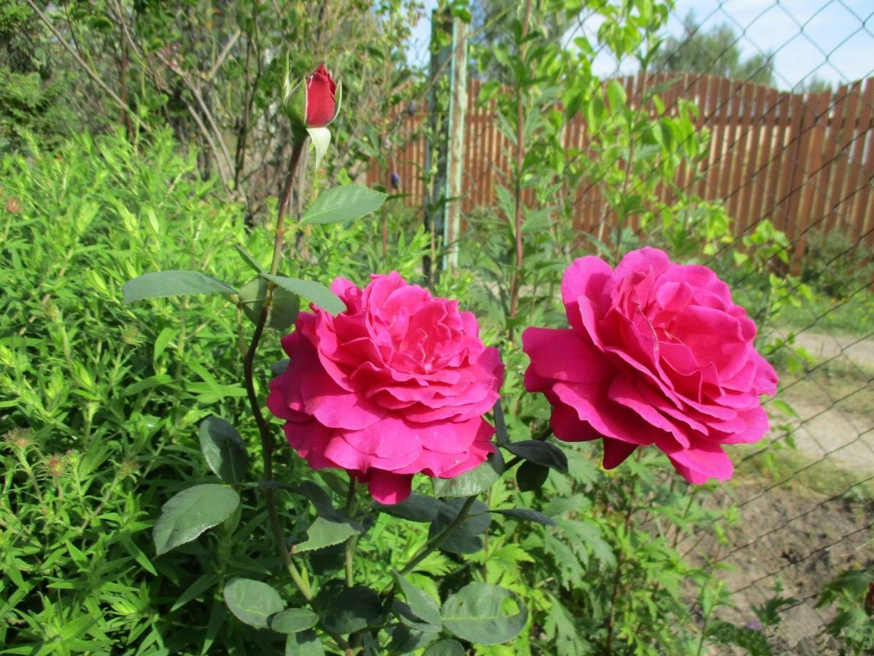 35 сортов чайно-гибридных роз, их описание, фото и видео