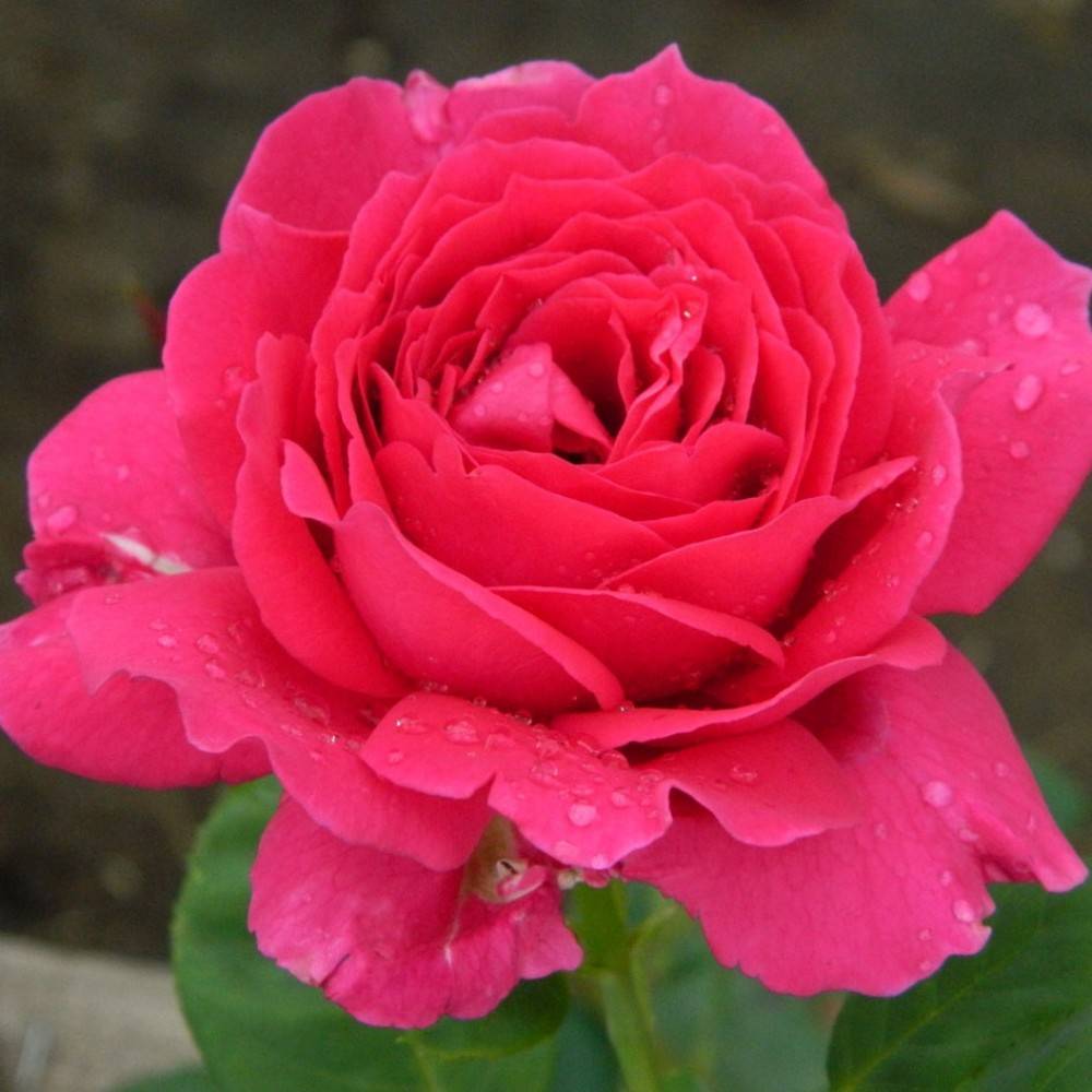 Чайно-гибридные розы сорта с фото, названиями и описанием