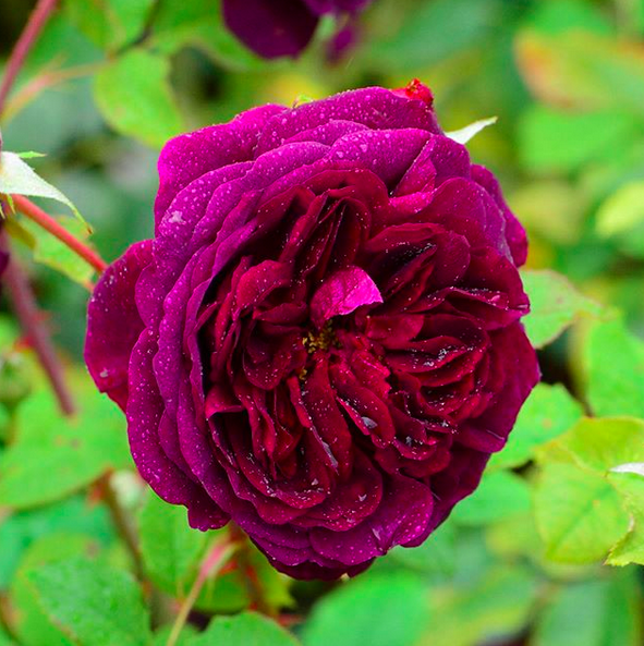 Роза Манстед Вуд (Munstead Wood) — описание сортового растения