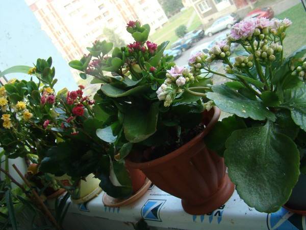 Солнцелюбивые комнатные цветы и домашние растения, не боящиеся солнечных лучей