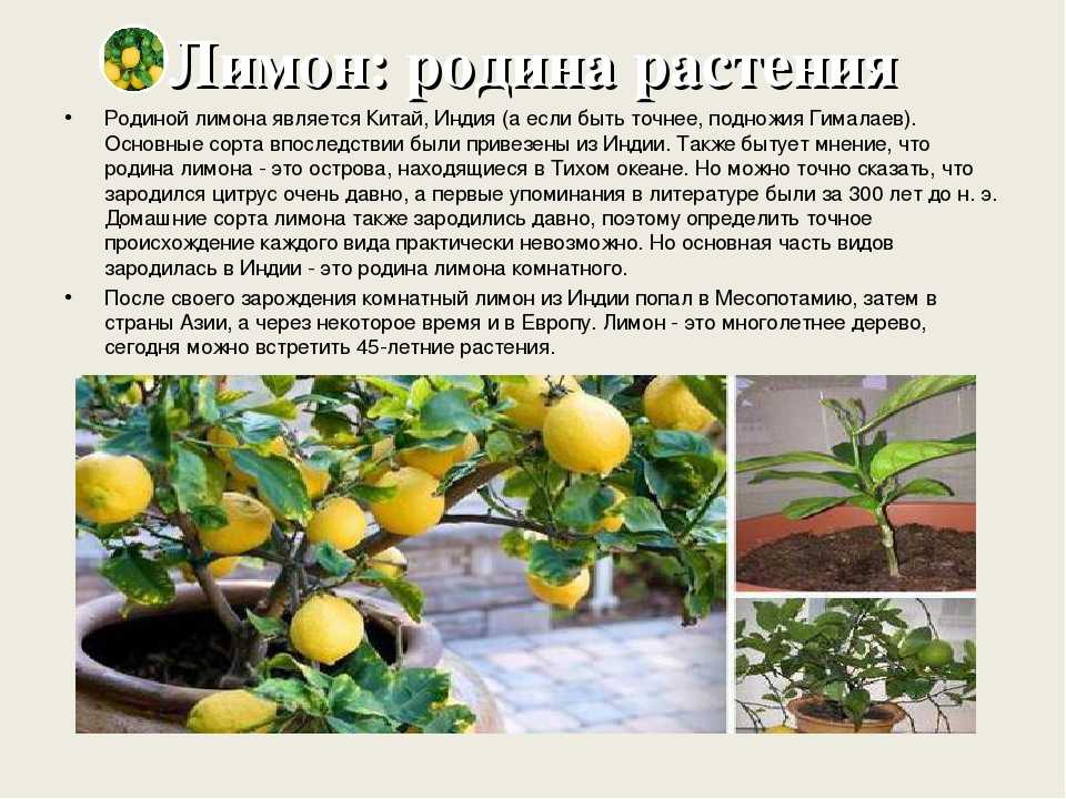 Выращивание лимонного дерева в домашних условиях: особенности ухода