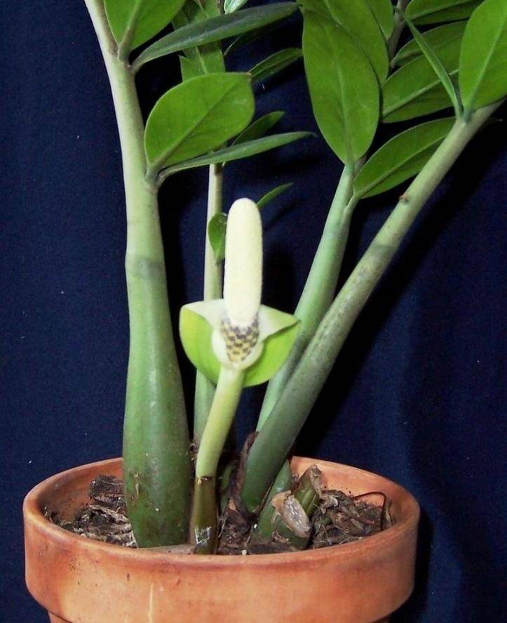 Замиокулькас - цветок безбрачия или долларовое дерево в доме: приметы и суеверия, фото