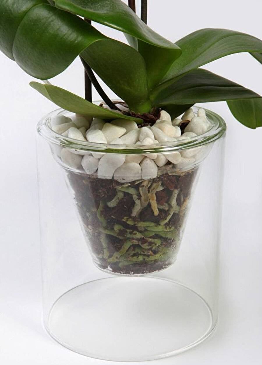 Прозрачный горшок для орхидеи: обязательно ли нужно сажать растение именно в такую ёмкость и для чего, можно ли выбрать пластиковый вариант или нет и почему?