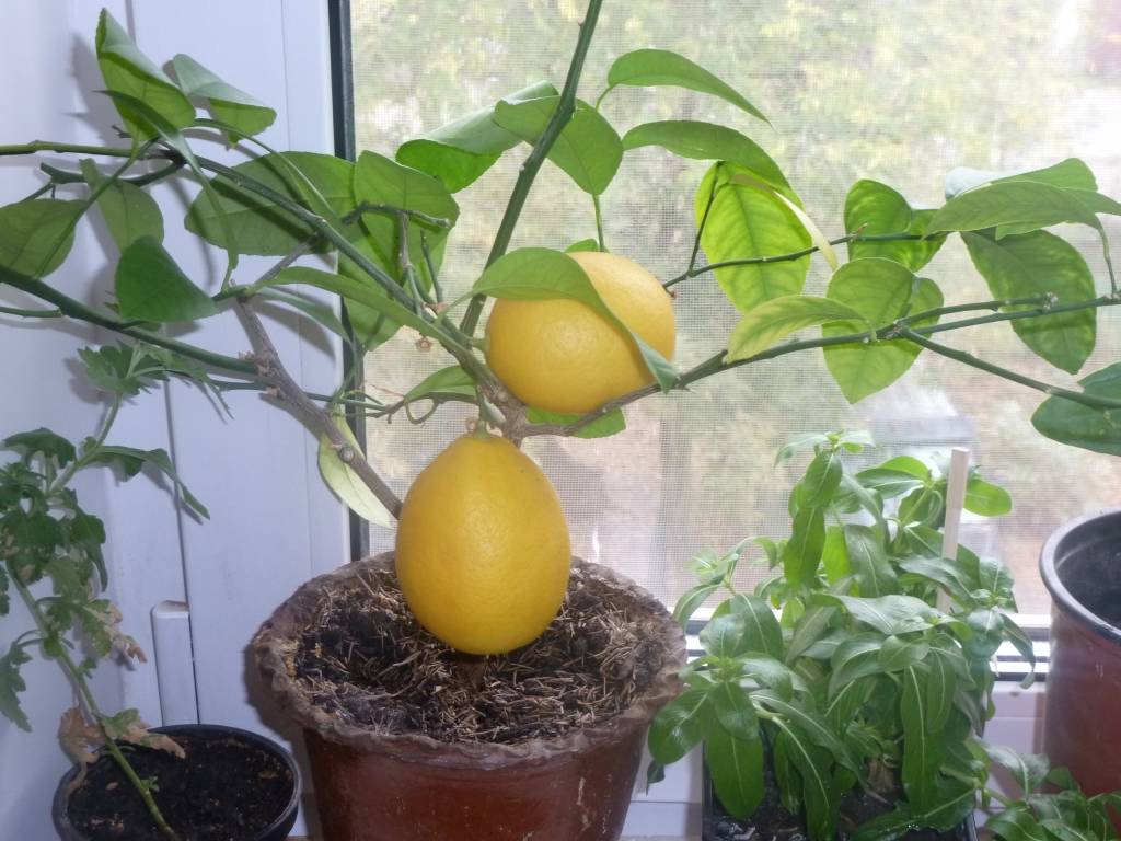 Лимонное дерево: выращивание и уход в домашних условиях, сорта