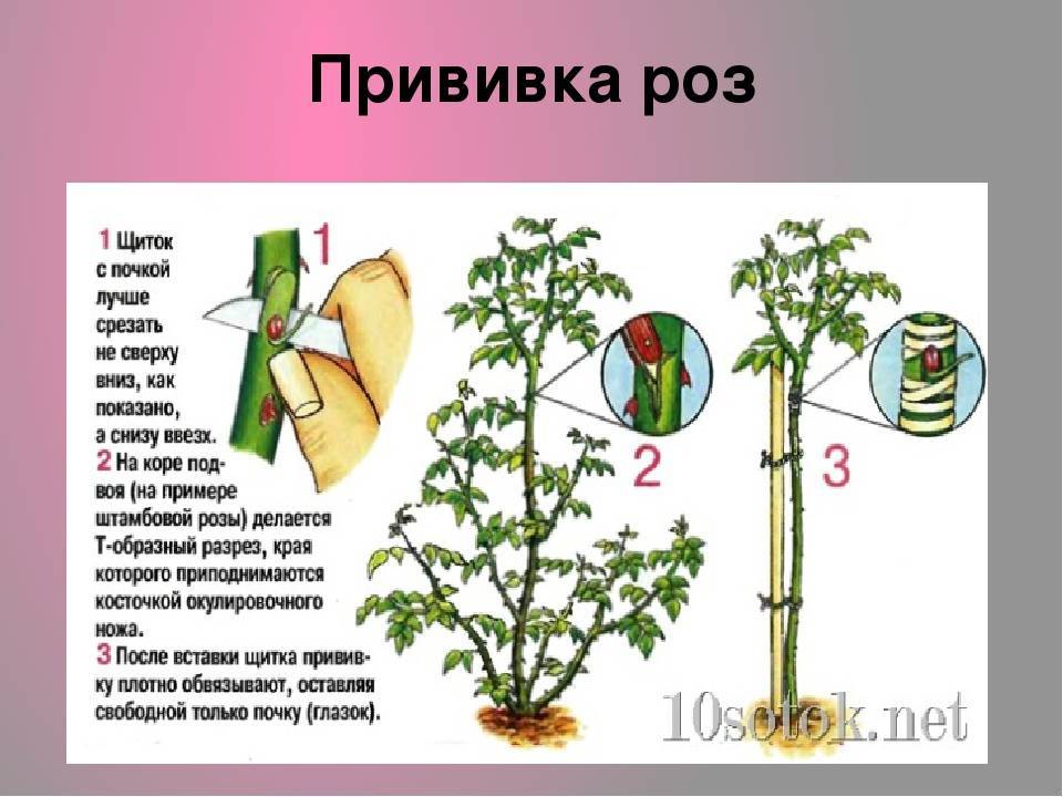 Размножение роз черенками летом и весной, окулировка, семенами, отводками