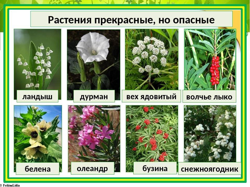 Список растений на букву «м»