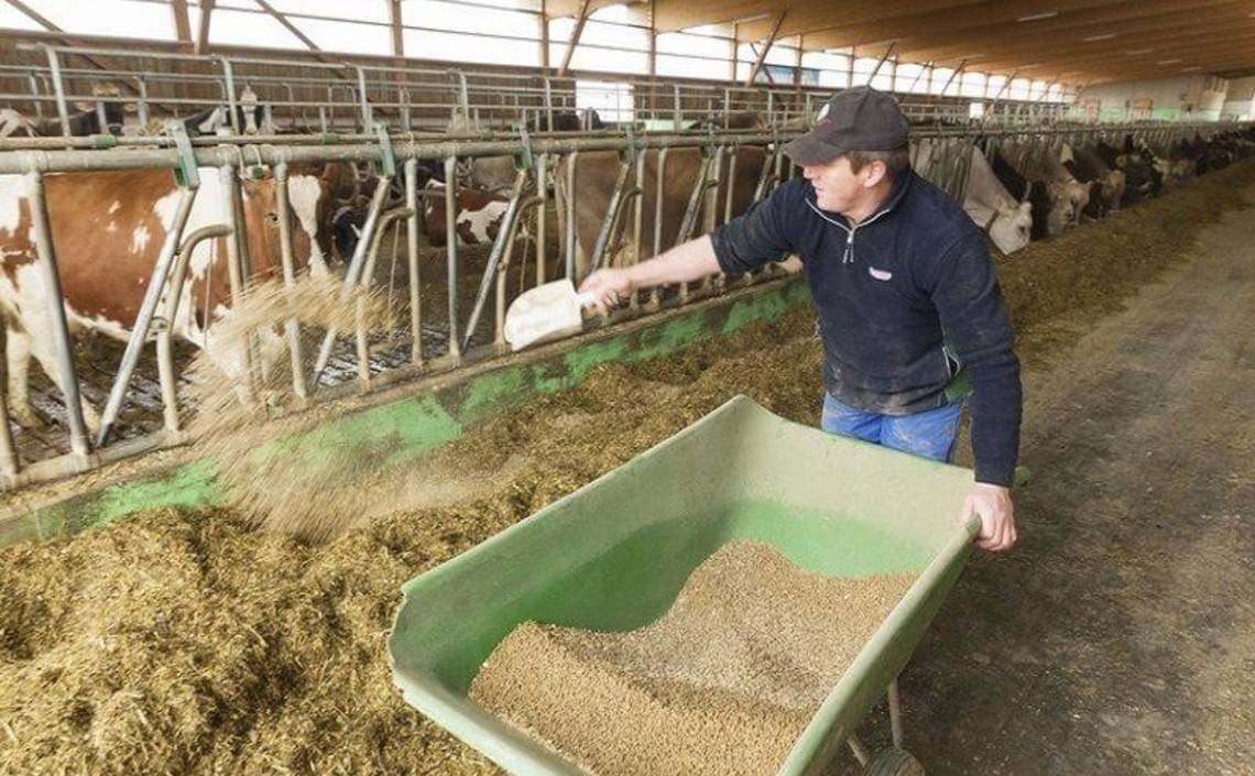 Технология возделывания люпина кормового для кур, для коров в качестве сена