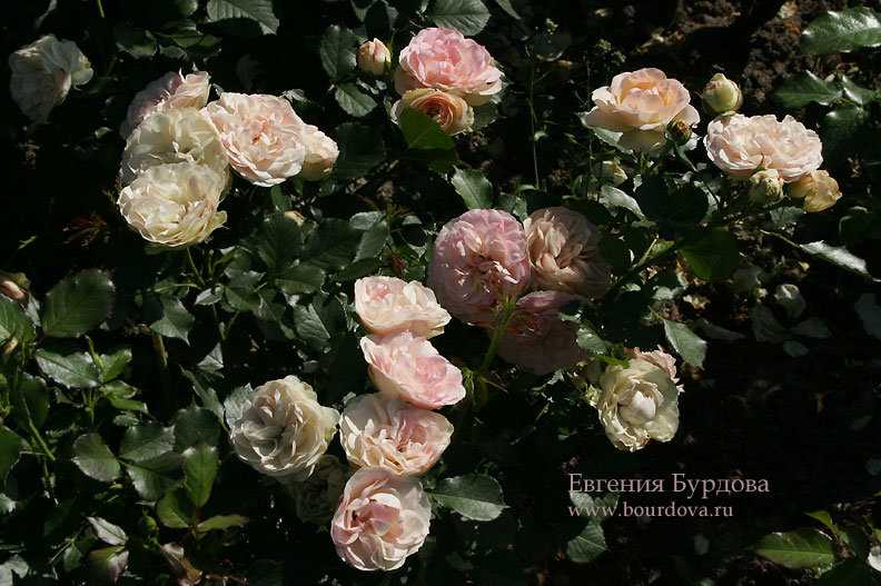 Пастелла роза - описание, особенности выращивания, отзывы | розоцвет