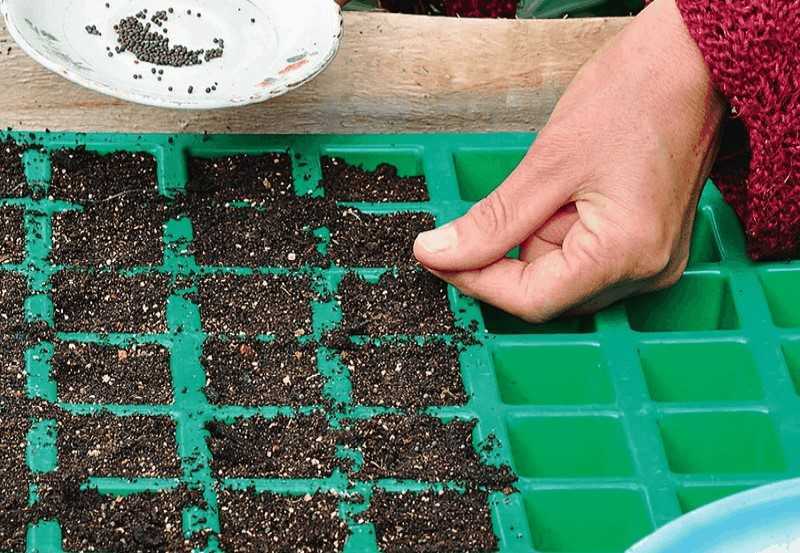 Кларкия: выращивание из семян, посадка и уход