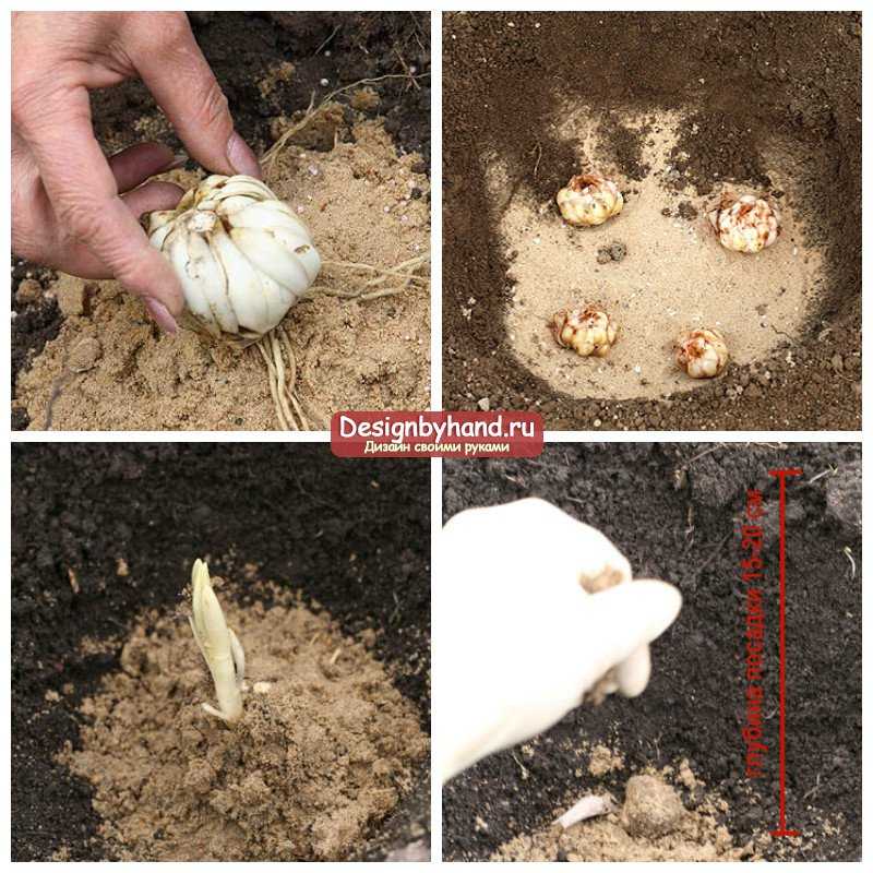 Посадка лилий осенью: в грунт, сроки пересадки, правила ухода, когда и как сажать луковицы