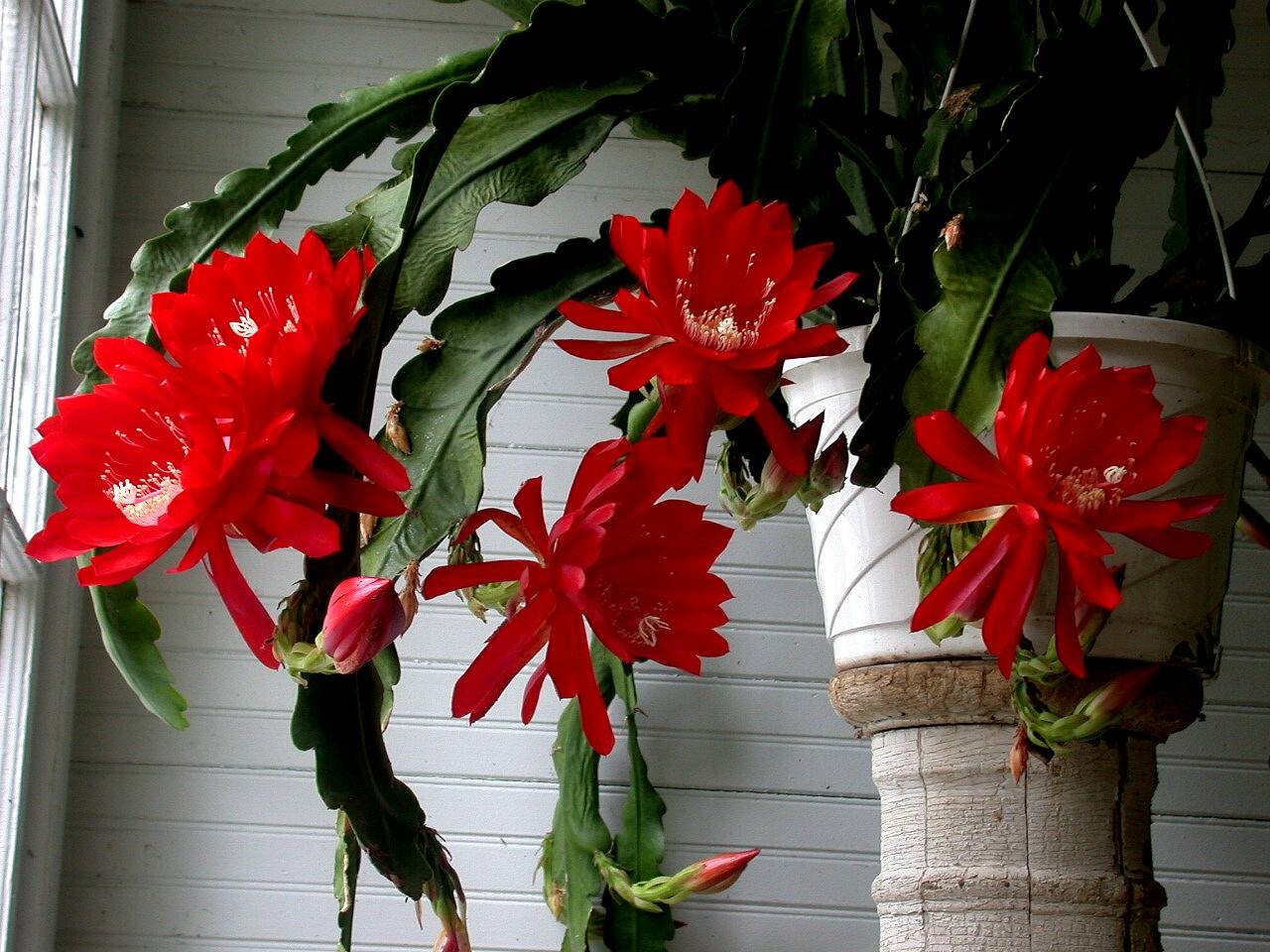 Уход за  «кактусом — орхидей» «эпифиллумом» в домашних условиях