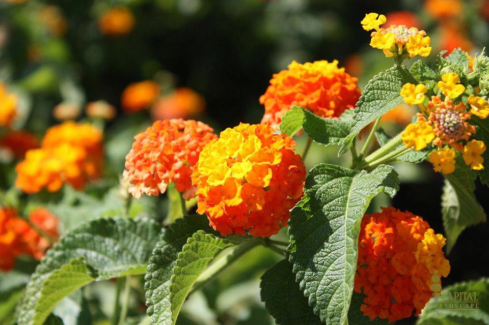 Лантана: уход в домашних условиях за растением с меняющими окраску цветками