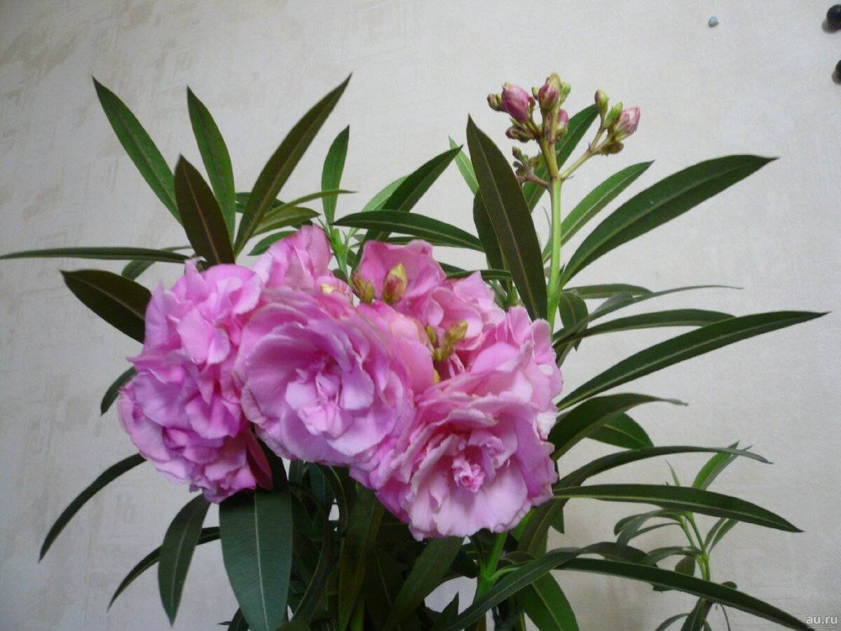 Цветок олеандр обыкновенный фото уход в домашних условиях и выращивание, ядовитый или нет
