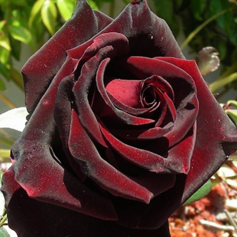 Роза черная магия (black magic): описание сорта, характеристика, посадка и уход