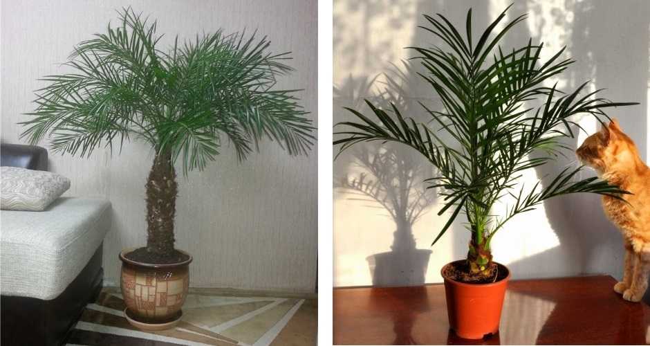 ᐉ домашняя финиковая пальма из косточки в домашних условиях, фото, размножение, пересадка, почему сохнет и желтеет - roza-zanoza.ru