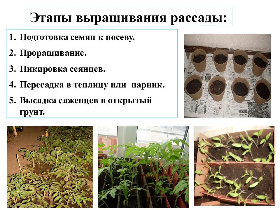 Как вырастить рассаду из семян: общие принципы и особенности выращивания разных культур
