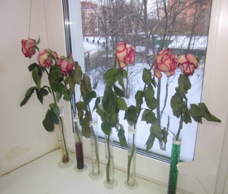 Когда требуется реанимировать розы в вазе с водой и как спасти цветы, если они начали вянуть?