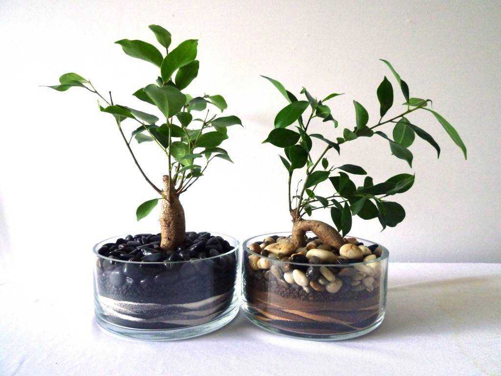 Выращивание фикуса гинсенг: как посадить, ухаживать, удобрять, размножать