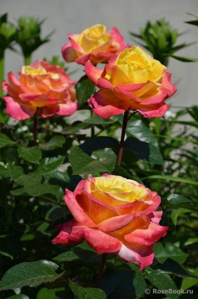 Мои двухцветные розы — на дальнем востоке и кубани