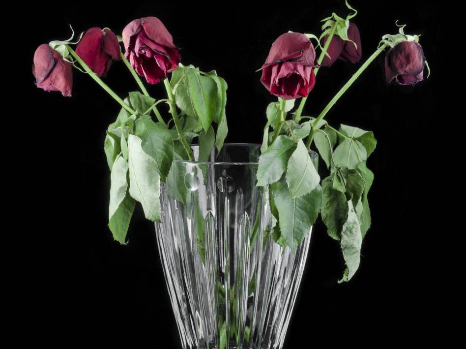 11 способов оживить розы, которые начали вянуть в вазе. как реанимировать розы после зимы — что делать