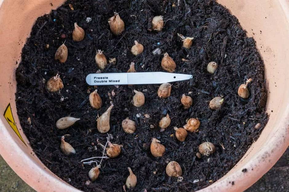 Фрезия: как выращивать и размножать растение в условиях открытого грунта