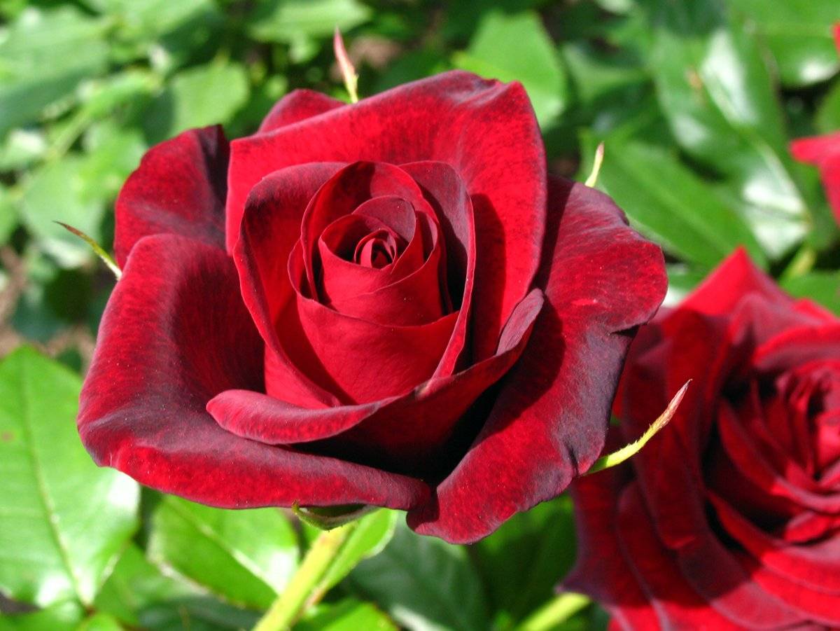Роза «гранд гала»: правила посадки, обрезки и выращивания цветка, фото