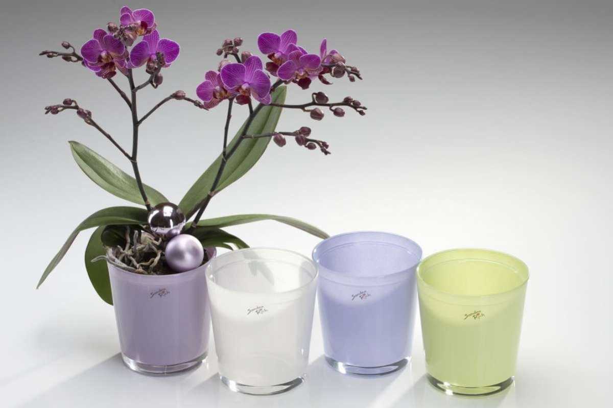 Идеальные горшки для орхидеи: как выбрать? (100+ фото идей)
