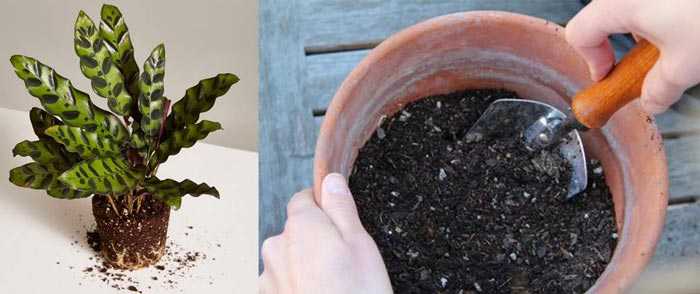 Калатея – уход в домашних условиях: особенности выращивание растения