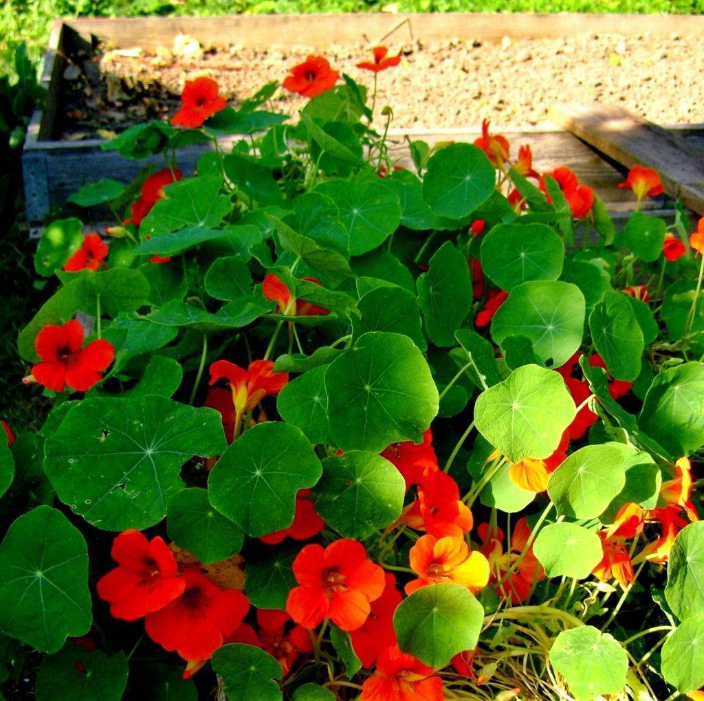 Настурция в саду: польза цветов + как посадить